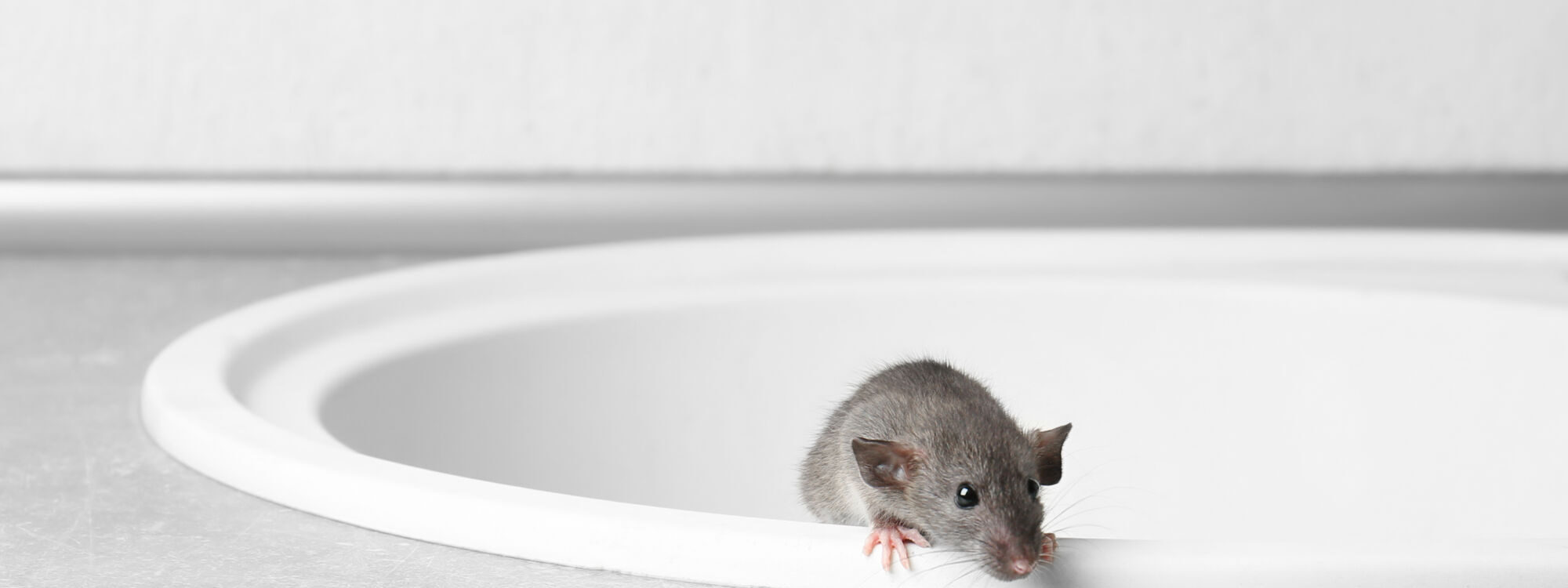 Traitement professionnel des rats, insectes et pigeons avec suivi durable &agrave; Colmar pr&egrave;s de Kaysersberg Colmar