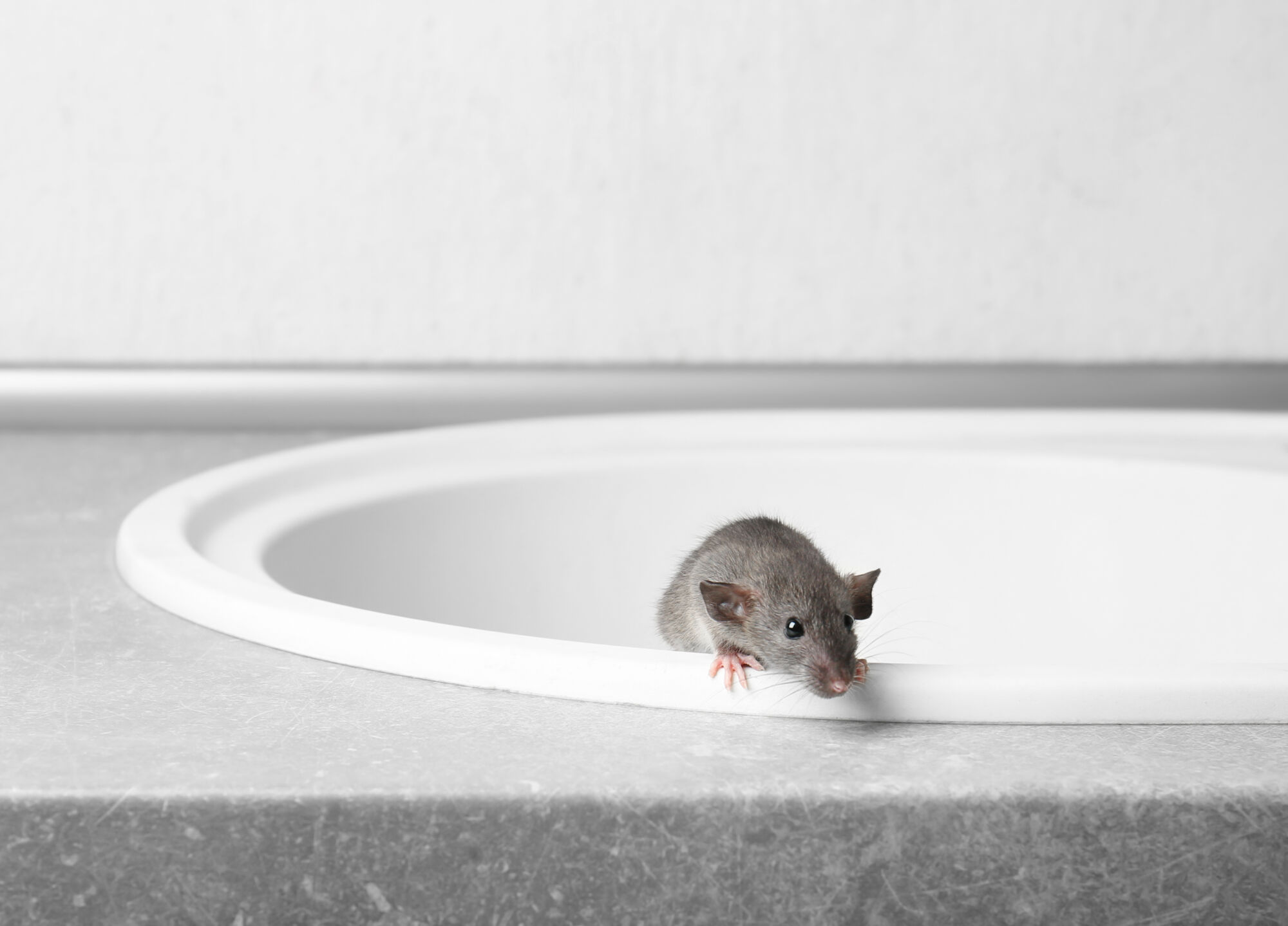 Traitement professionnel des rats, insectes et pigeons avec suivi durable &agrave; Colmar pr&egrave;s de Kaysersberg Colmar